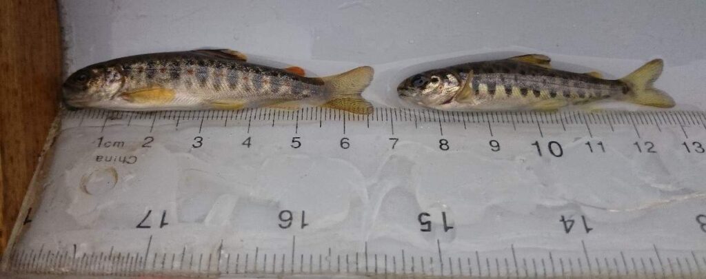 A trout fry (left) and salmon (right) caught below Carry bridge along Colne Water