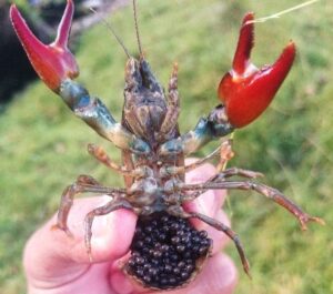 Berried Female American Signal Crayfish