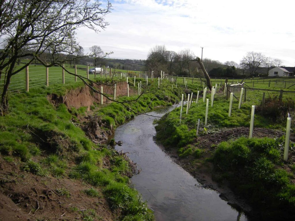 Native trees are planted within the fenced area on Showley Brook