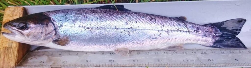 Sea trout captured during a survey