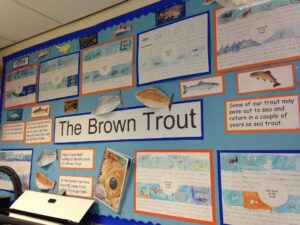 brown-trout-school-worl