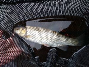 An adult chub, one of the most frequently found coarse species in the Ribble catchment.