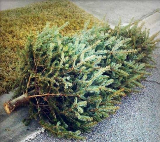 Christmas Tree Collections- update
