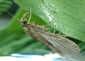 A caddisfly in it's adult form.