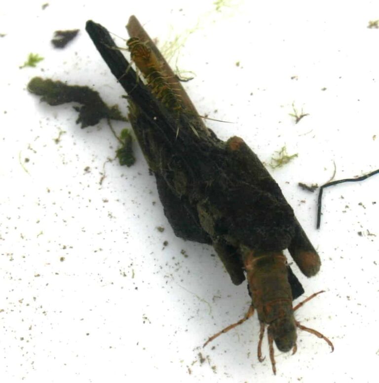 What’s in your rivers the cased caddis Ribble Rivers Trust