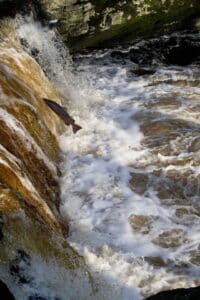 A salmon jumping at Stainforth, one of the best places in the catchment to see the salmon run.