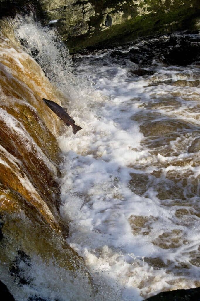 the salmon run is an epic, but treacherous part of river life 