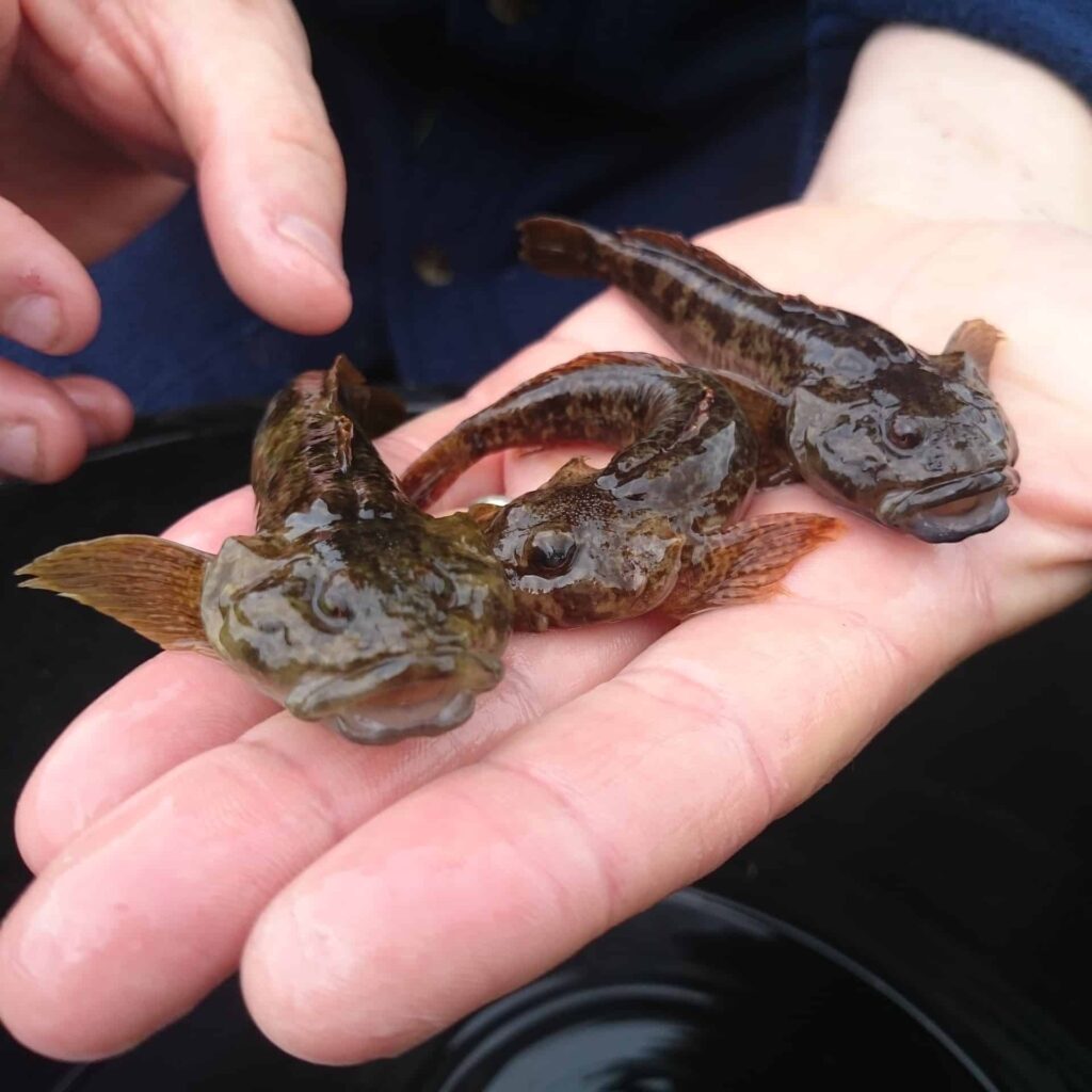 Bullheads, a species commonly found in the river Ribble