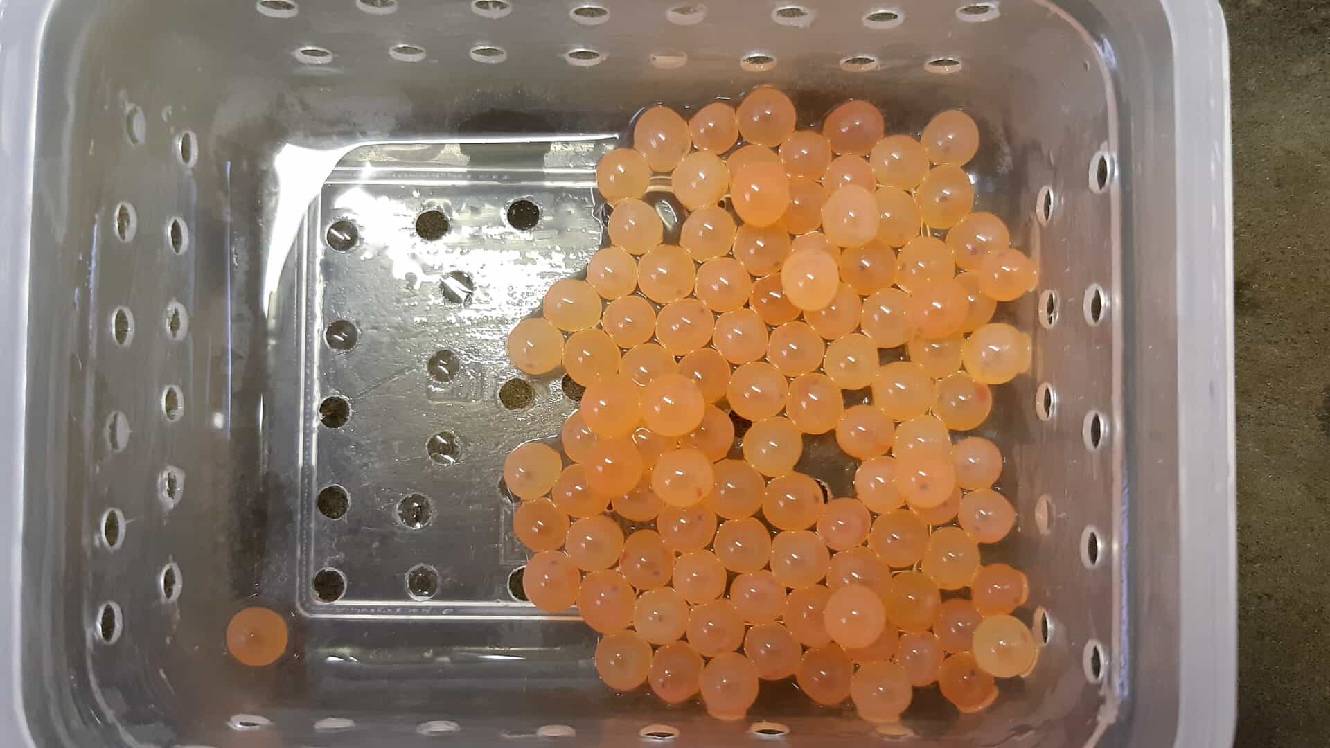 Trout in the Classroom inspiring children across our catchment