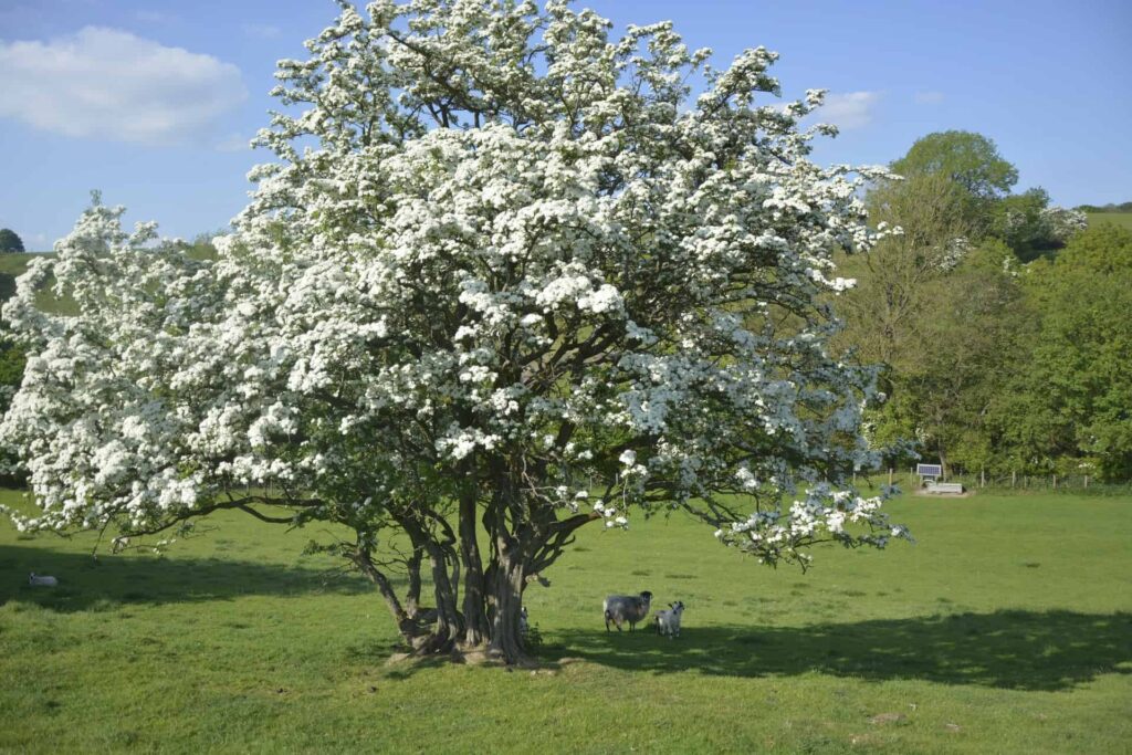 A hawthorn in bloom, captured by Bernard, one of Ribble Rivers Trust's volunteers and supporters. Photo: A hawthorn in bloom, captured by Bernard, one of our volunteers and supporters. The white blossom of the flowers makes the tree look like it's covered in snow. In the background we see blue sky and trees. In the shade of the tree there is a ewe with a lamb.