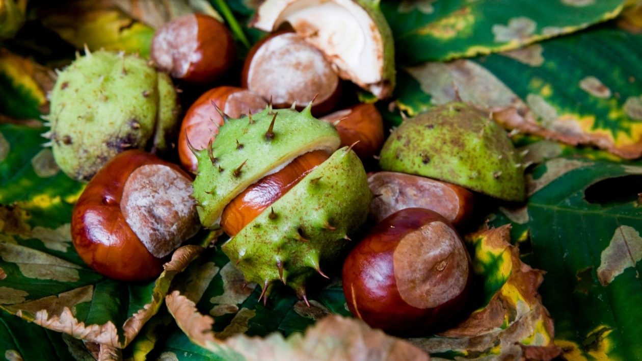 Collecting conkers and conker facts Ribble Rivers Trust