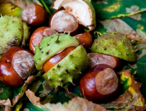 Collecting conkers and conker facts