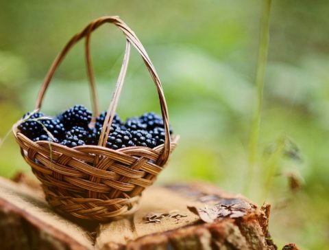 7 fruits to forage this autumn equinox