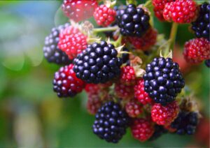 Blackberries are a common hedgerow foraging find