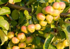 Crab apples make delicious jams and jellies