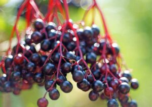 Elderberries are one of the fruits you could be foraging this equinox