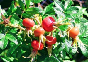 Rosehips are one of the fruits you could be foraging this equinox