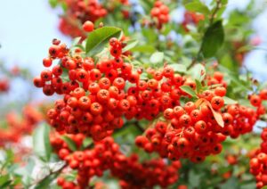 Rowan berries can be made into a lovely accompaniment to meat