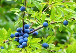 Sloes are one of the fruits you could be foraging this equinox