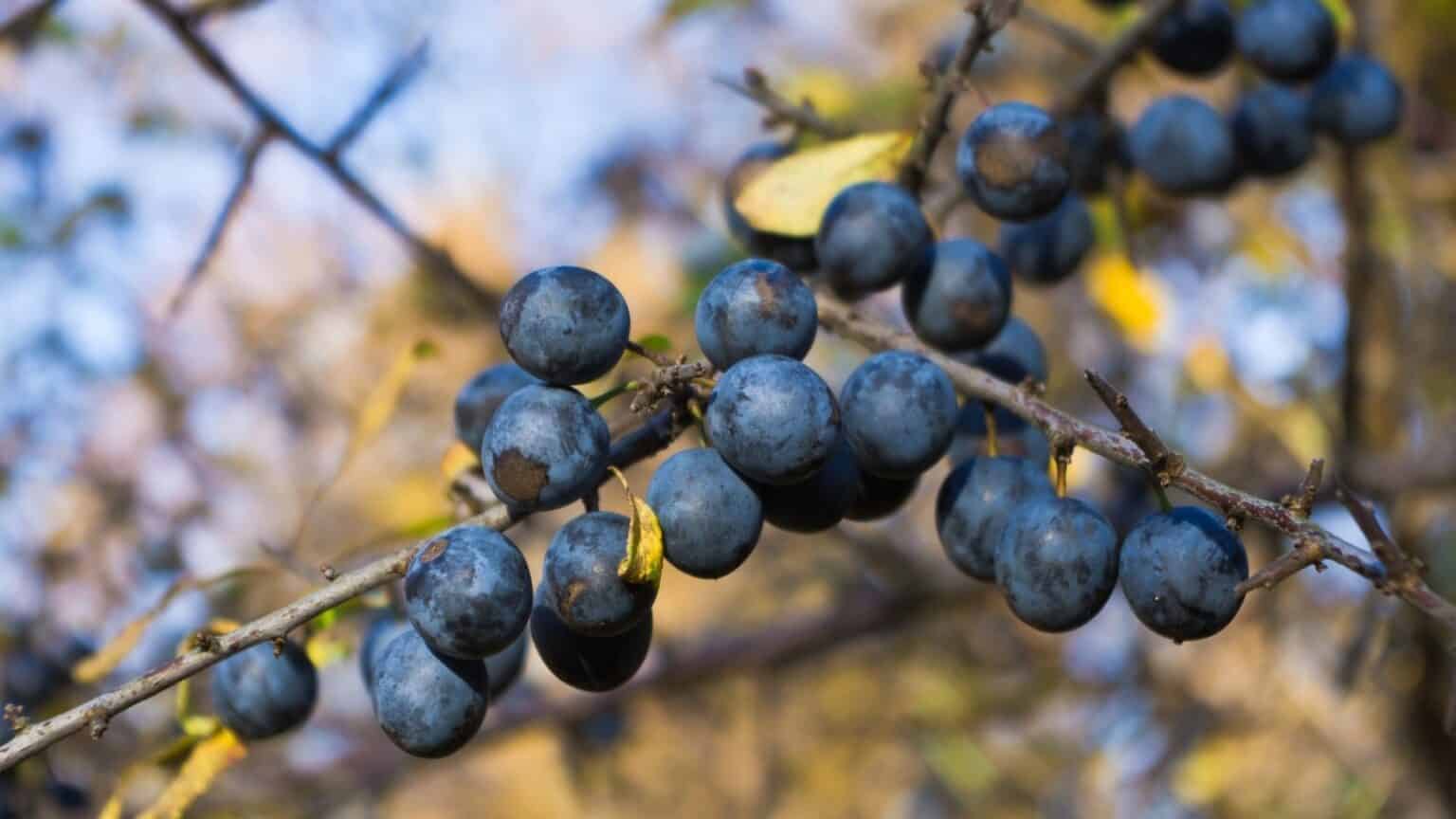 Sloe gin; where to find sloes and what to do with them Ribble Rivers
