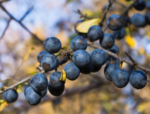 Sloe gin; where to find sloes and what to do with them