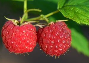 Wild raspberries are one of the fruits you could be foraging this equinox