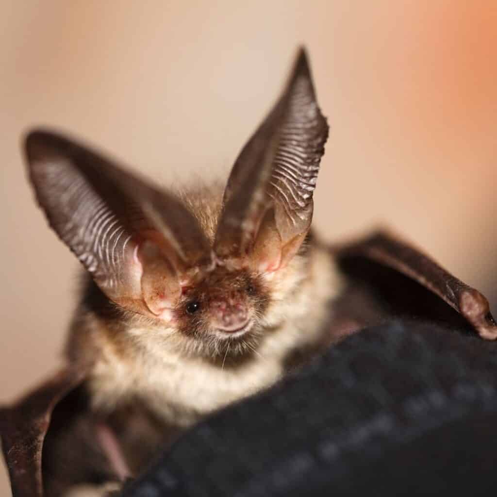 A brown long eared bat- one of the UK's native bats 