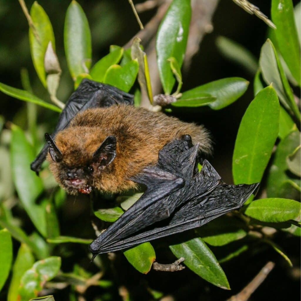 A common pipistrelle- one of the UK's native bats 