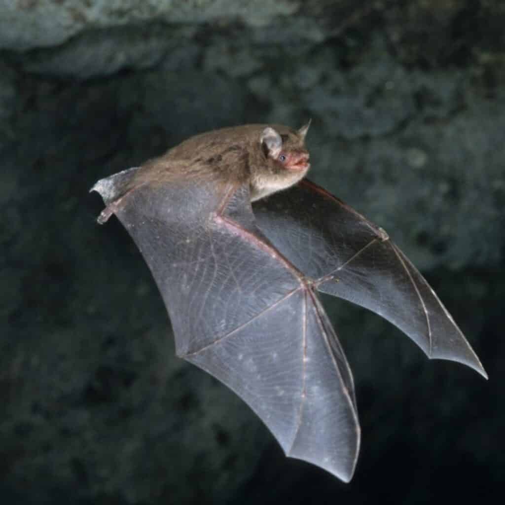 A Daubenton's bat- these species are often found close to water