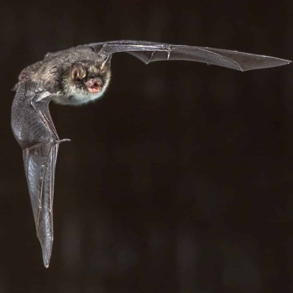 A natterer's bat- one of the UK's native bats 