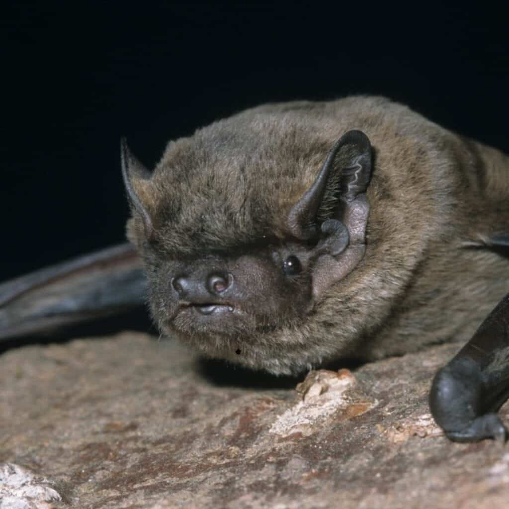 A noctule bat- one of the UKs largest bats
