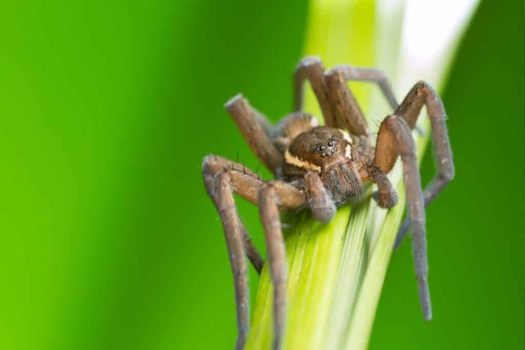 Raft spiders float like a raft on still water, catching their prey by detecting vibrations with their feet