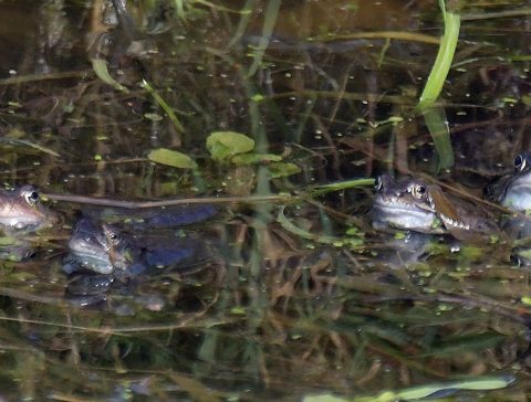Bringing nature home: frog ponds