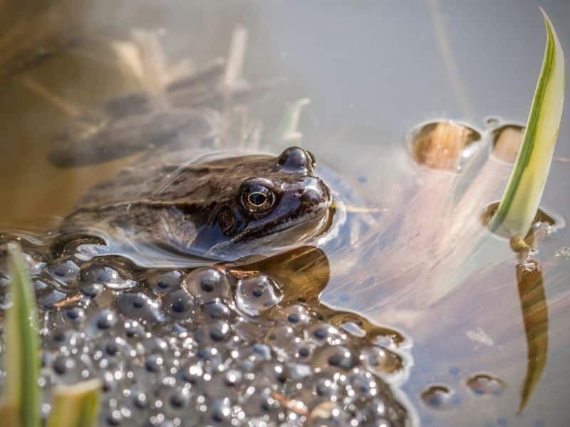 Bringing nature home: frog ponds - Ribble Rivers Trust