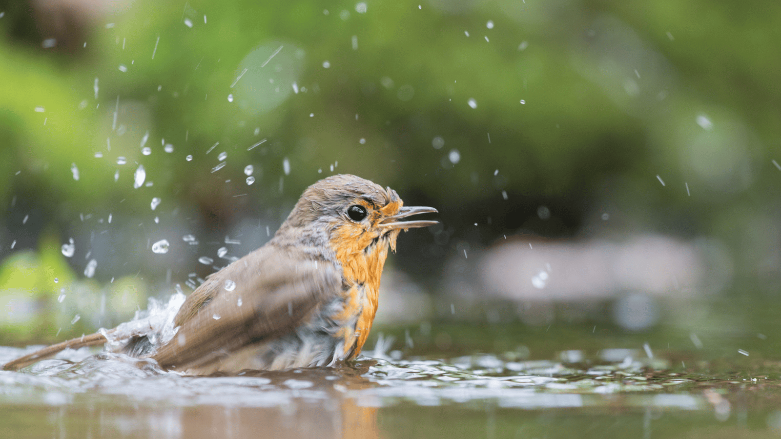 Keeping wildlife cool; 5 tips for the summer