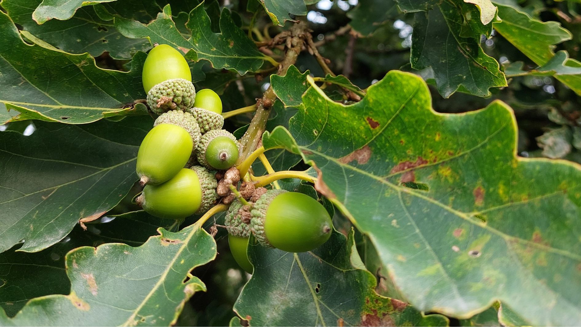 Tree seeds, fruits, or nuts?