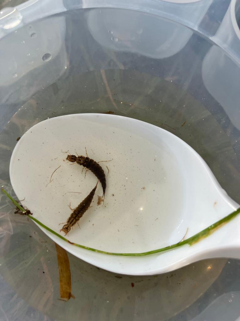 A Dytiscid beetle larvae found during a riverblitz 