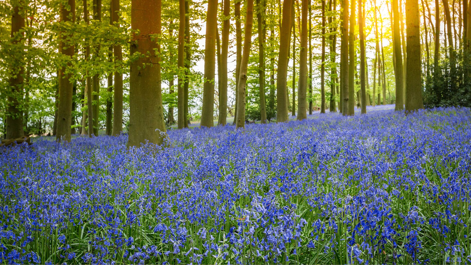 A photograph showing a woodland carpeted with bluebells, a site loved by Michael Anthony Stone.