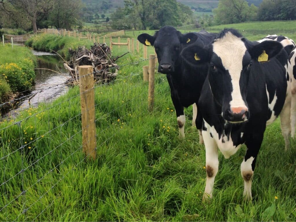 A photo of cows in a fenced off field, respecting livestock is an important part of the countryside code.