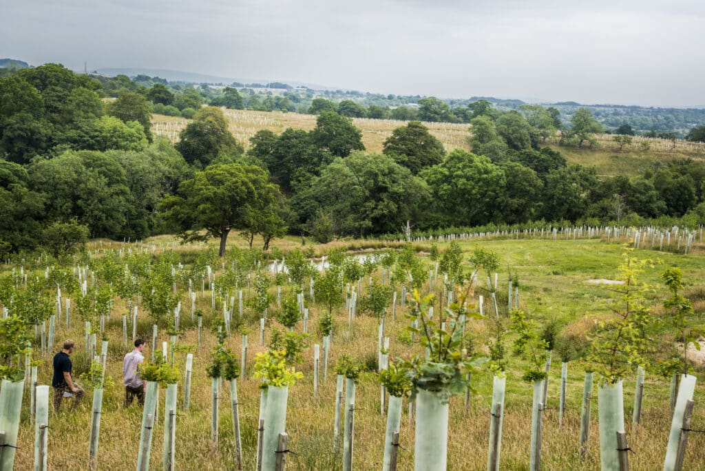 Ribble Life Together helped to create 30 new woodlands like this one