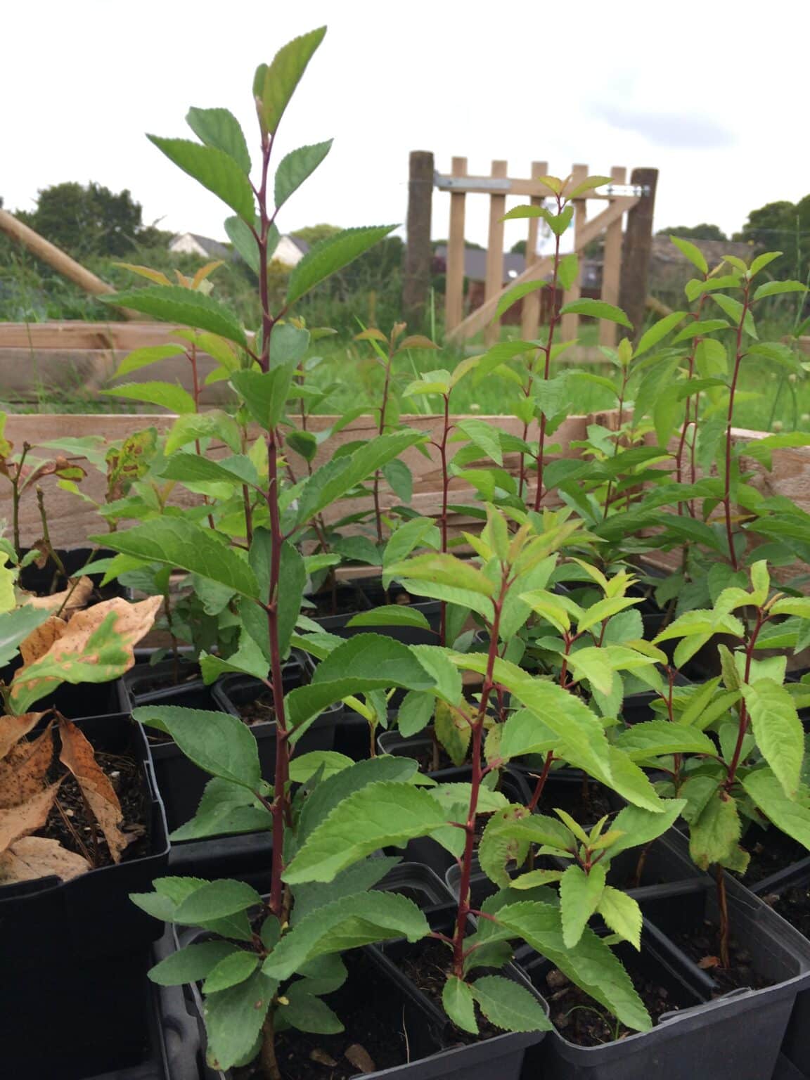 Community Tree Nurseries Ribble Rivers Trust