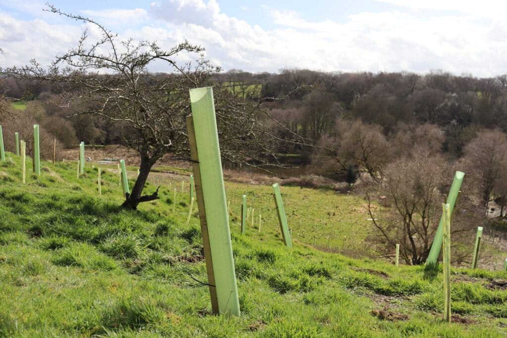 When people dedicate a tree through Lancashire Woodland Connect we'll make sure it's planted here in this county. 