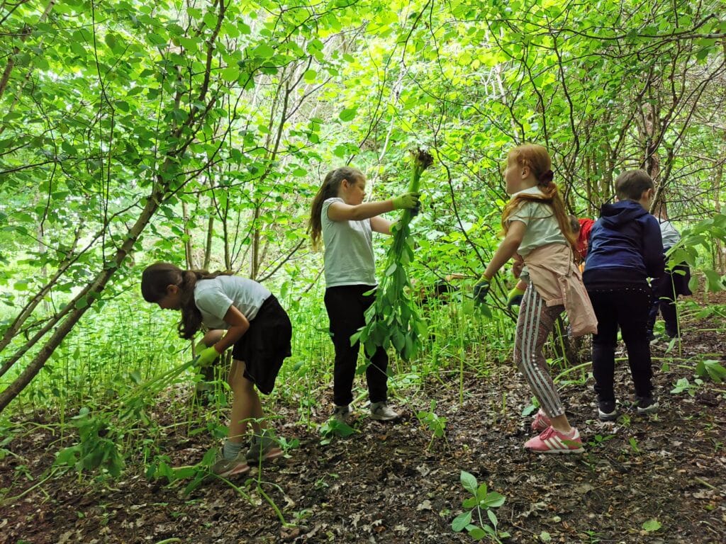 Pupils from local schools often help us with Invasive Non-Native Species control