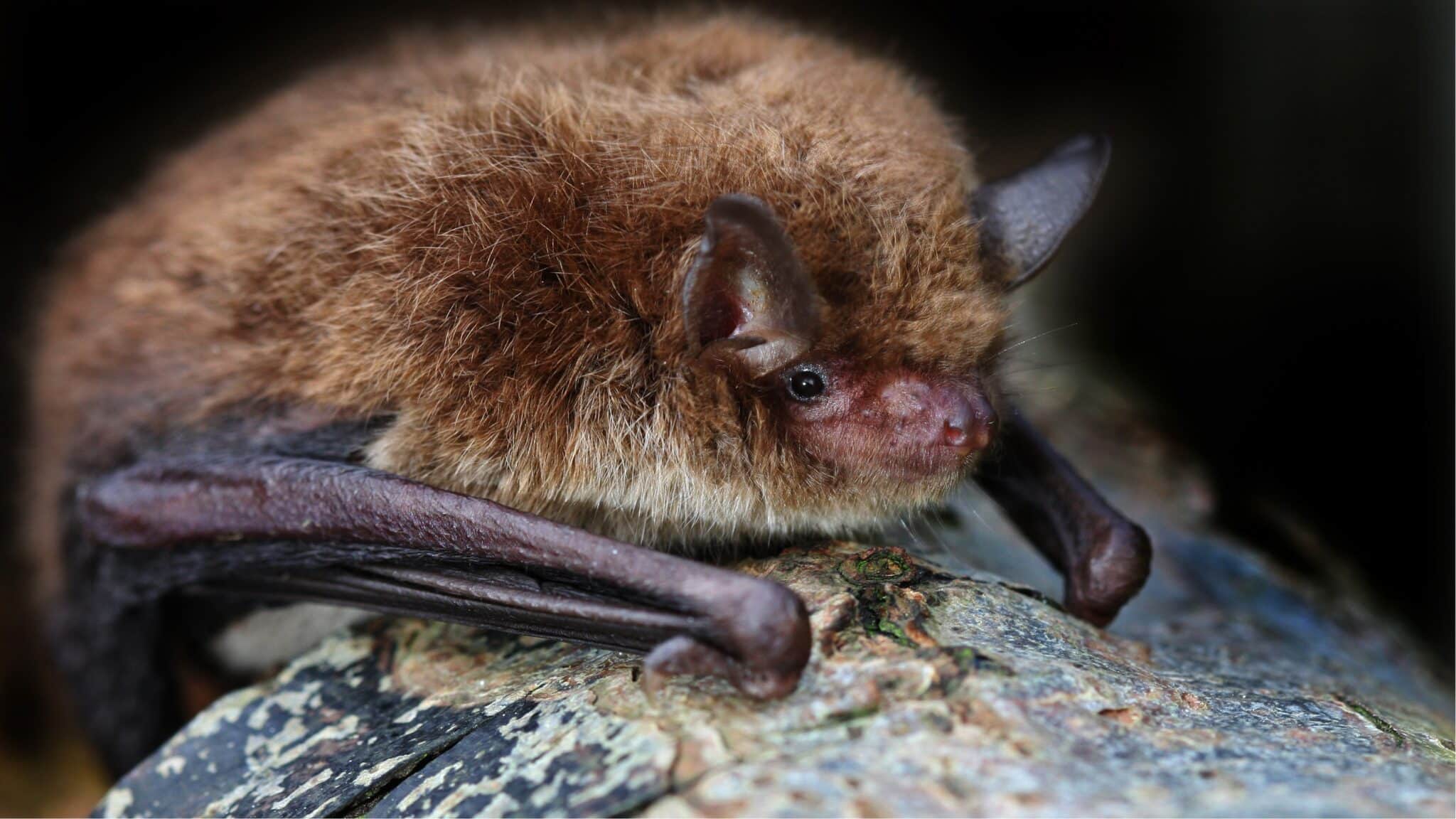 Native Bats- Marvellous Mammals