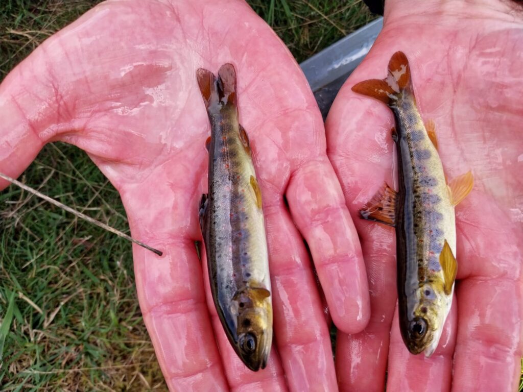 A trout on the left, compared with s salmon on the right. Both were caught whilst electrofishing. 