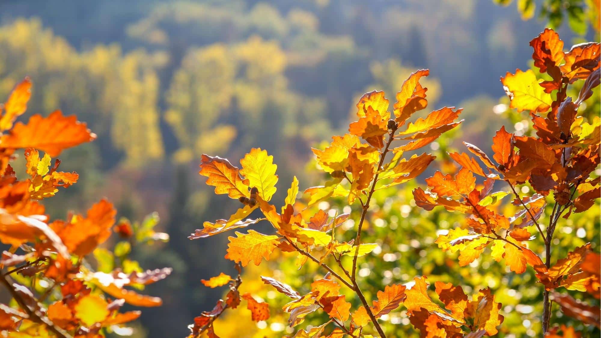Autumn Leaves; The Science Behind The Scenery