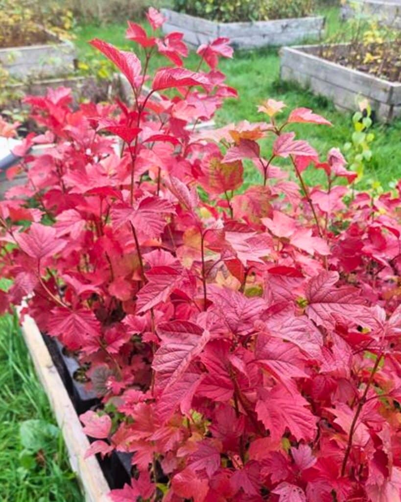 Leaves change colour in autumn due to a natural chemical reaction.