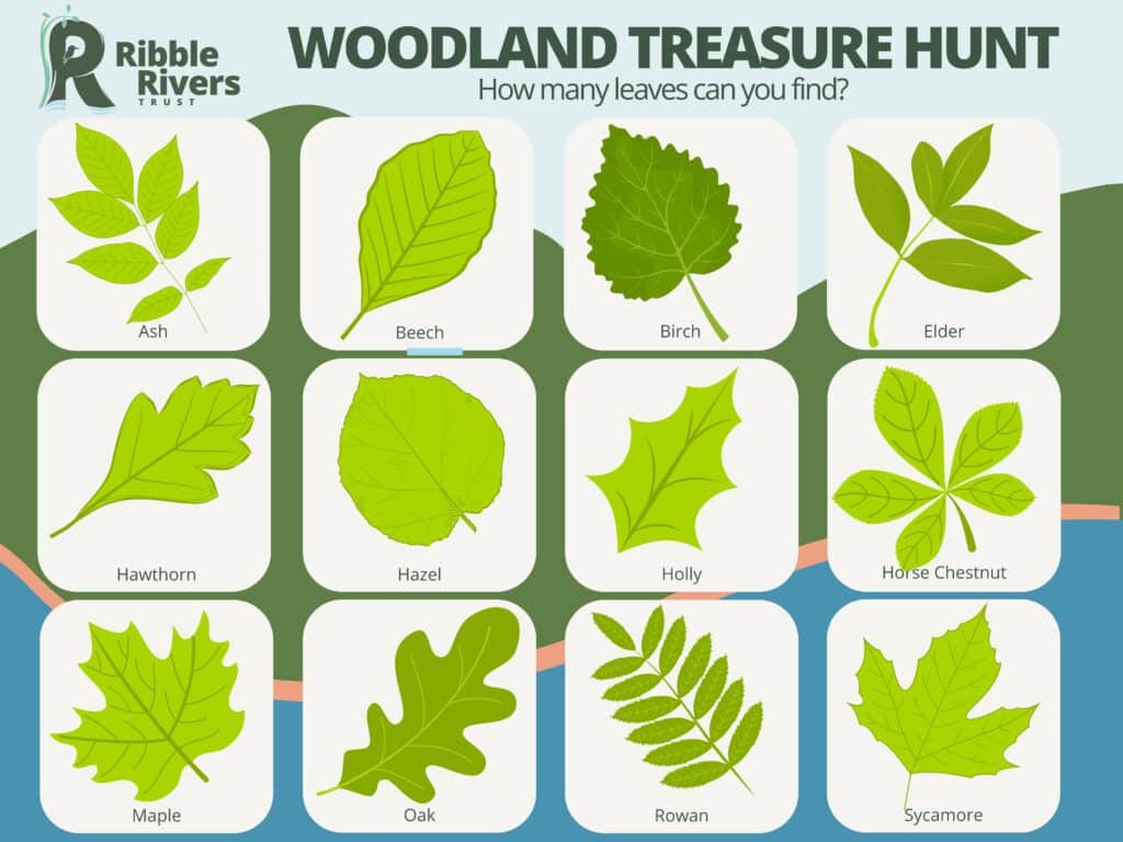 Hunt for autumn leaves with our woodland treasure hunt