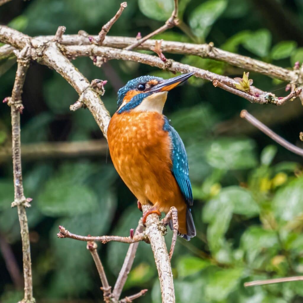 Kingfishers are just one of many species that benefit from rivers