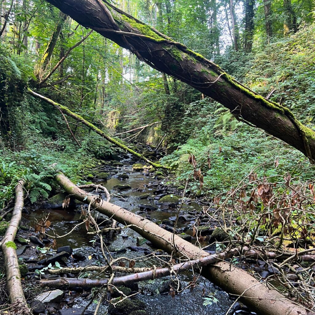 This watercourse might look messy, but nature is always a little wild!